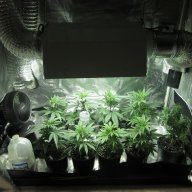 Трава растёт на даче.