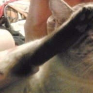 кот зигович