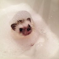 ежик в пене