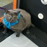 [^._.^]ﾉ彡 shlakoblok