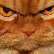 денис большой прибор