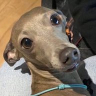 Algernon_Collingwood