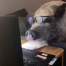 SusScrofa