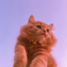 KOT🐈