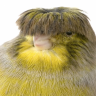 canary