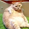 tubz