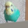 бажин ванёк 228