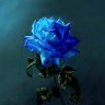 Bluerose