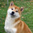 SHIBA-INY