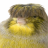 canary