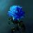 Bluerose