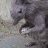 The English Rat
