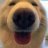 HappyDog